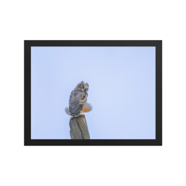 Baby Great Horned Owl! Framed poster Mat - Image 6