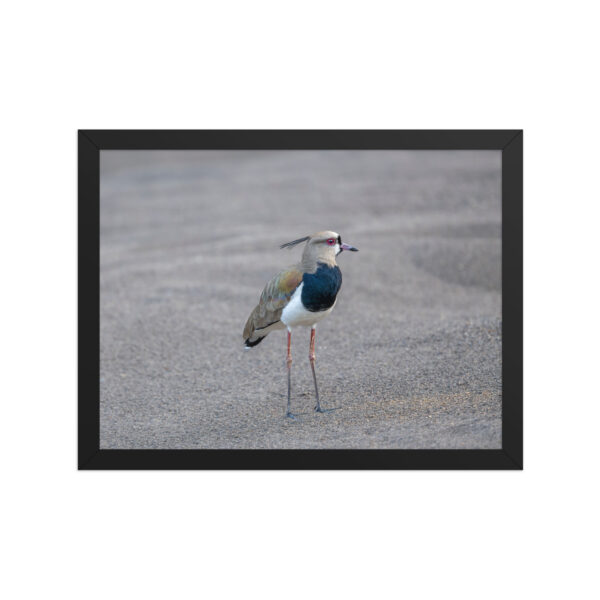 Southern lapwing! Framed poster - Image 6