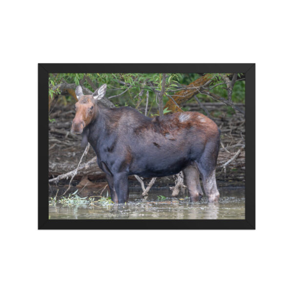 Portrait of a Mama Moose! Framed poster - Image 6