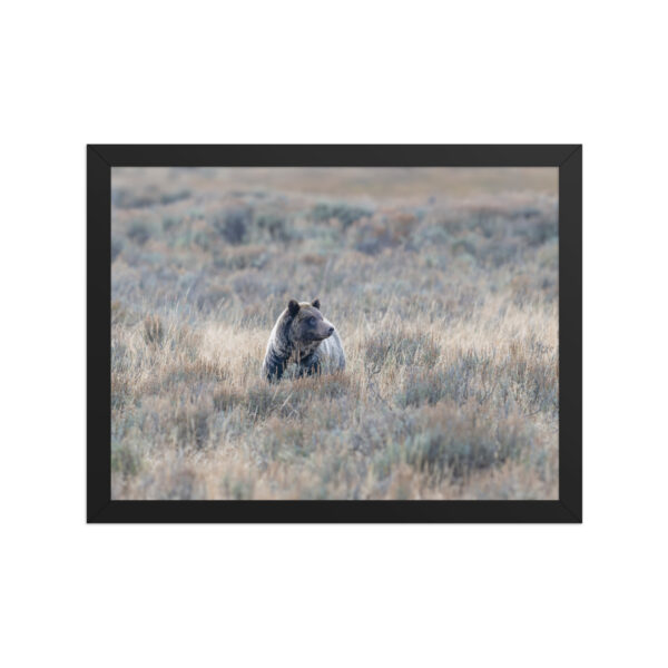 Grizzly bear! Framed poster - Image 6
