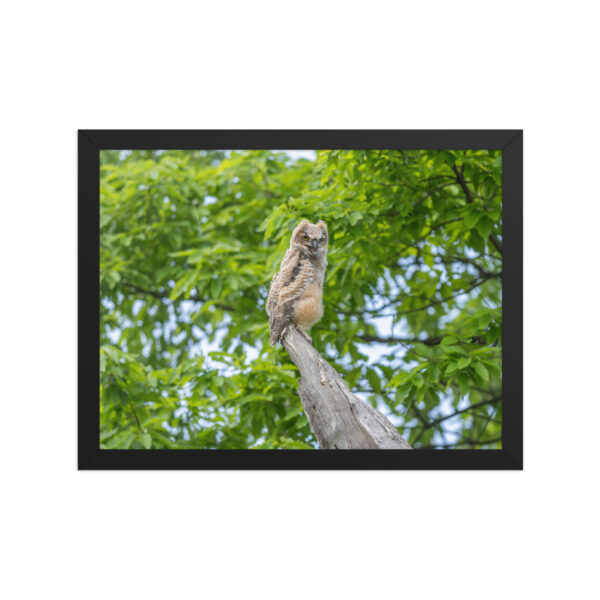 Baby Great horned owl! Framed poster - Image 6