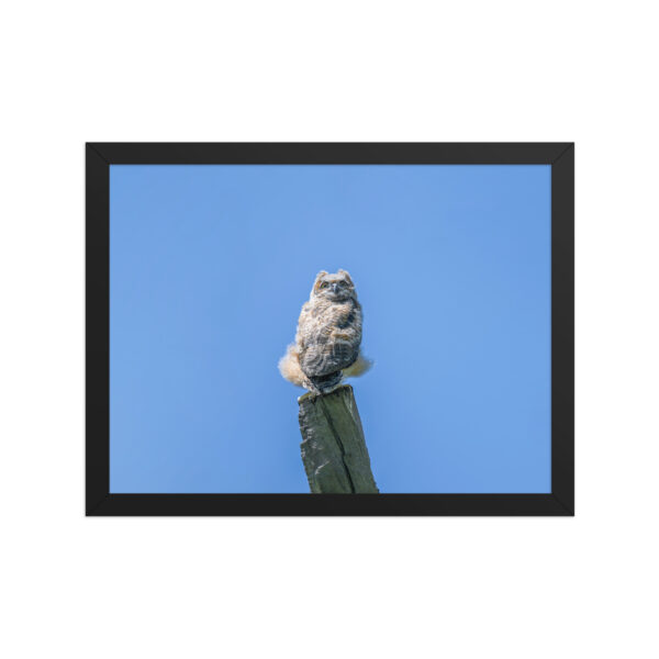 Baby Great horned owl! Framed poster - Image 6