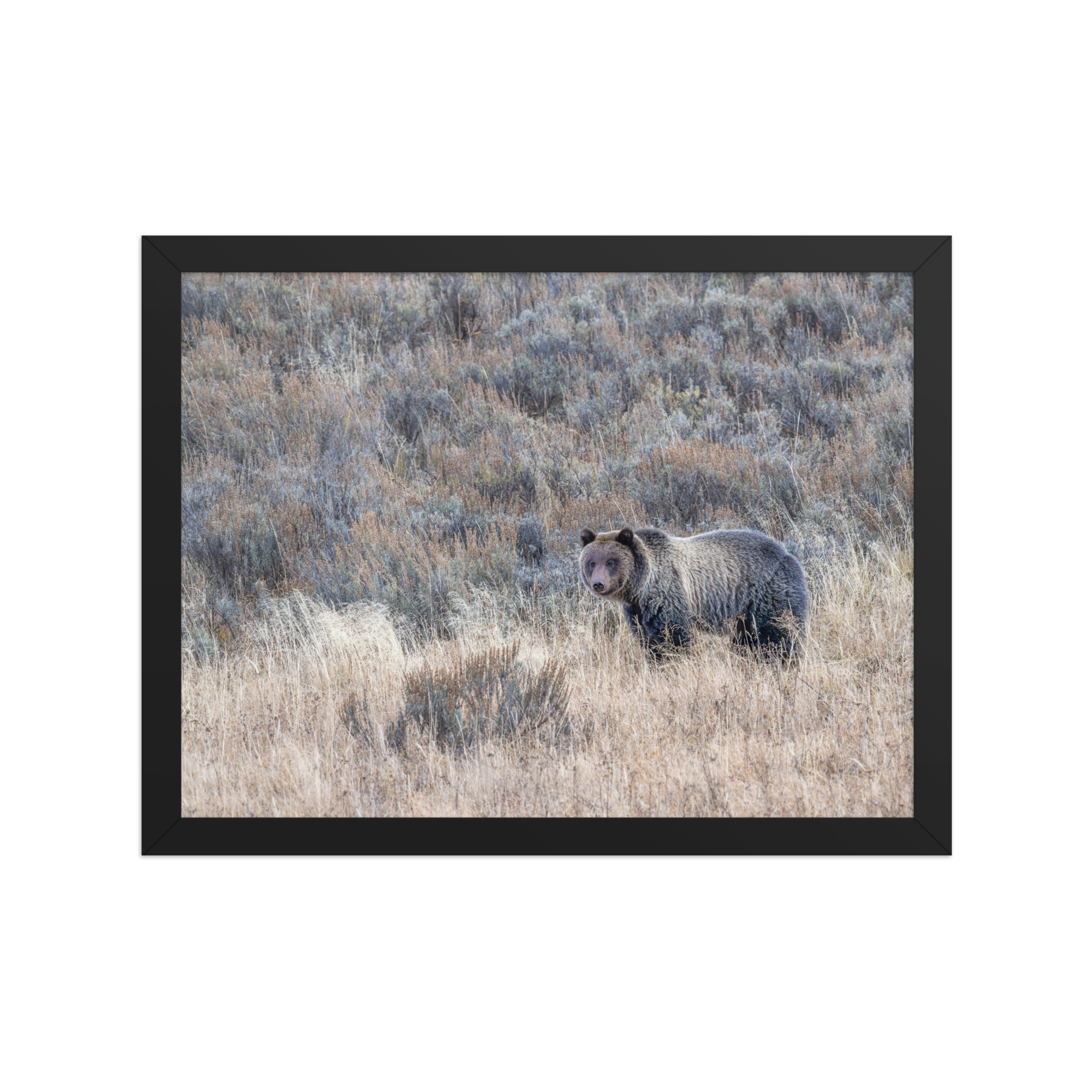 Grizzly bear! Framed poster - Image 6