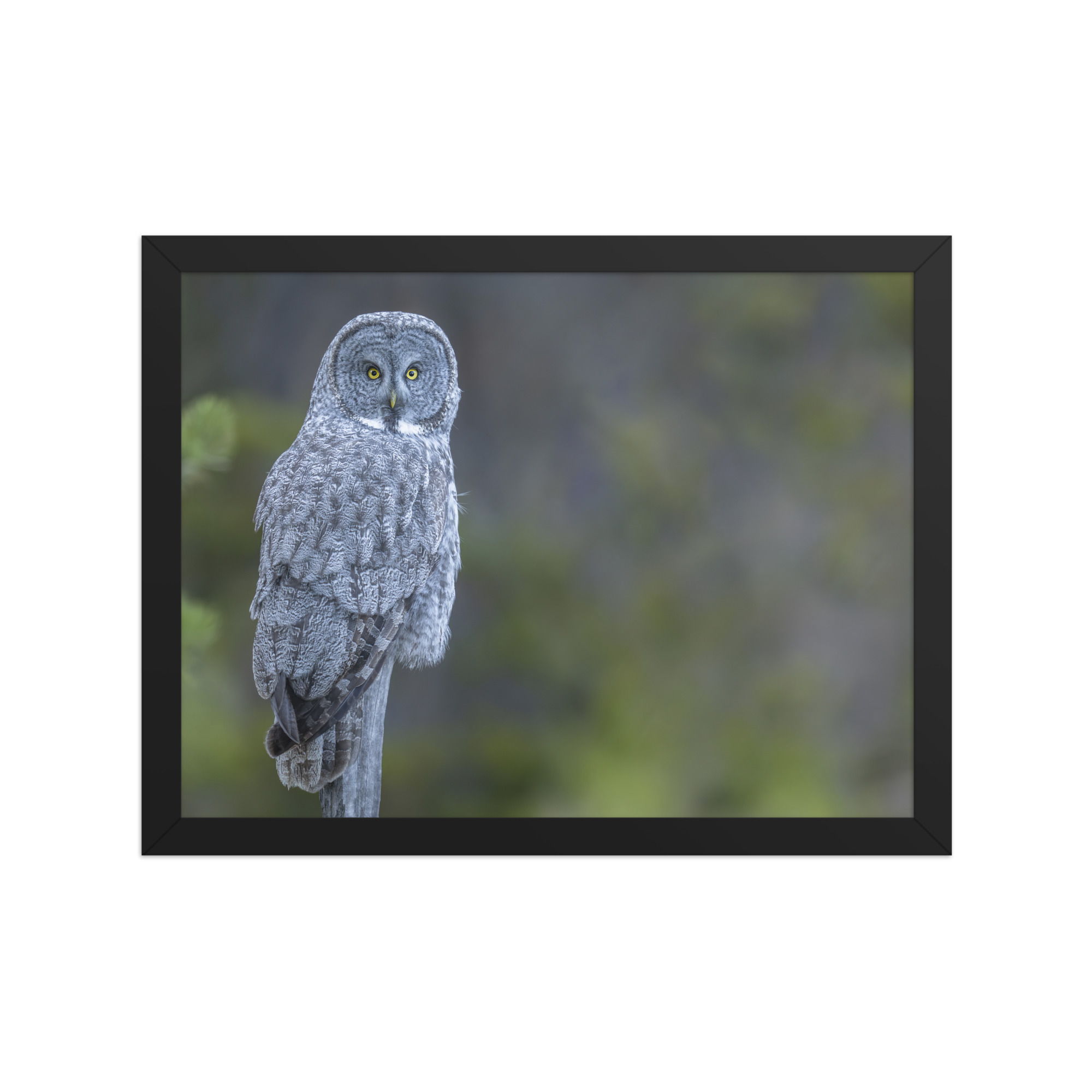 Great Grey Owl! Framed poster - Image 5