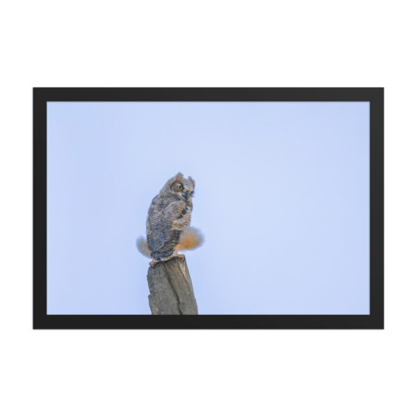 Baby Great Horned Owl! Framed poster Mat - Image 7