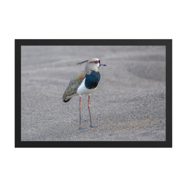 Southern lapwing! Framed poster - Image 7