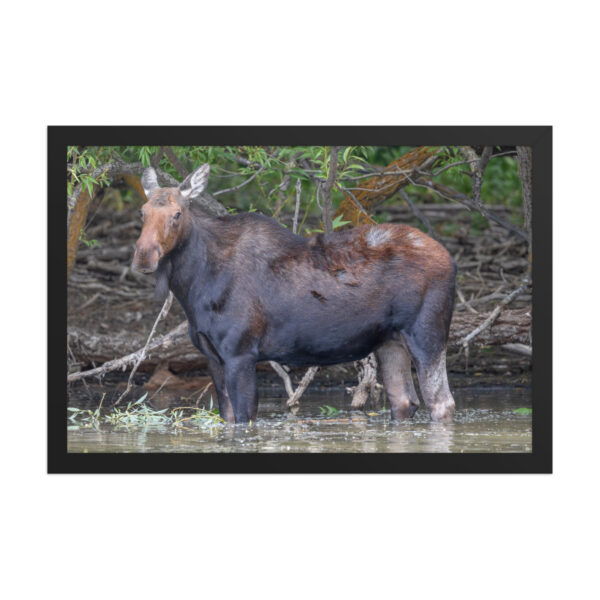 Portrait of a Mama Moose! Framed poster - Image 7