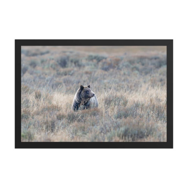 Grizzly bear! Framed poster - Image 7