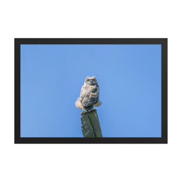 Baby Great horned owl! Framed poster - Image 7