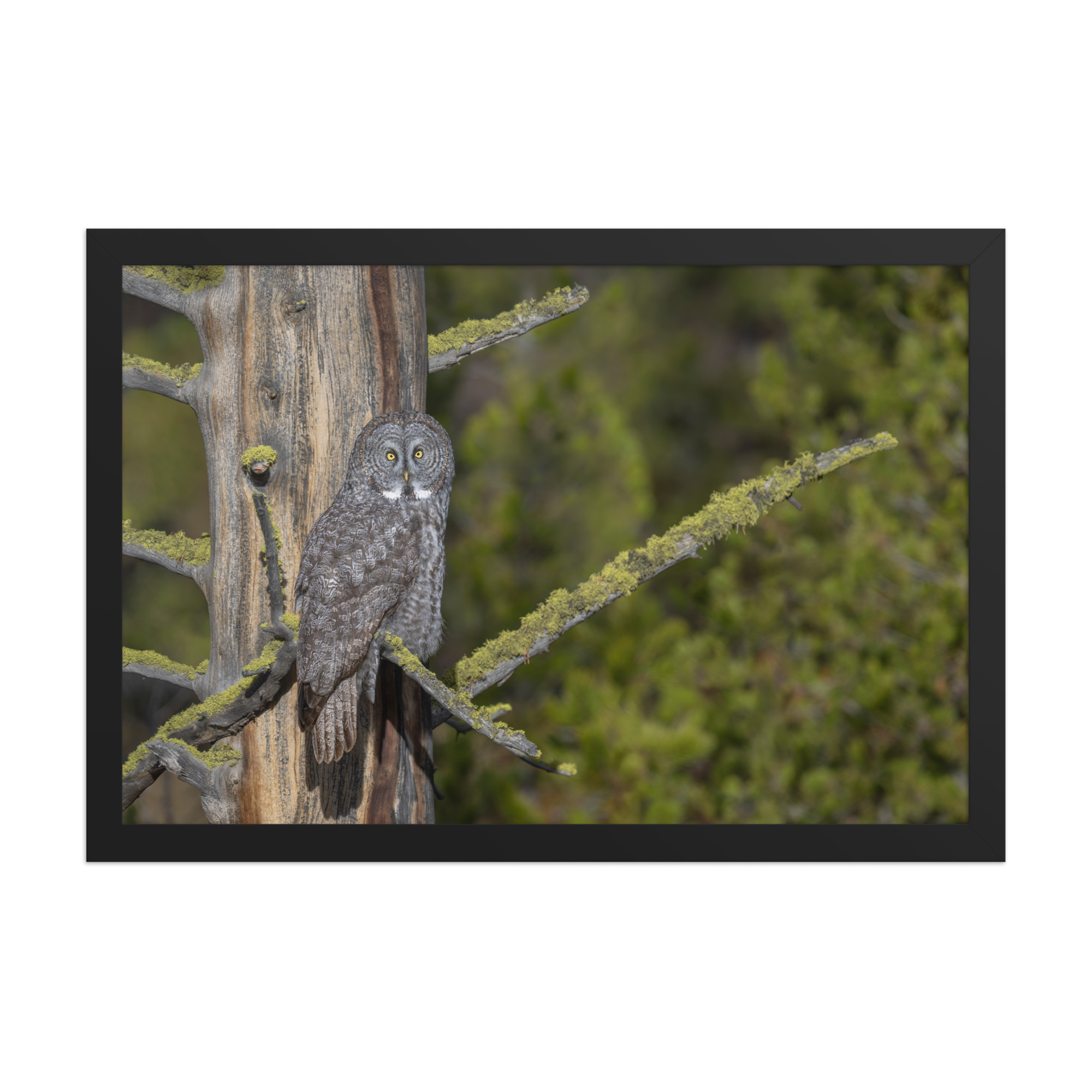 Great Grey Owl Basking in the Sun! Framed poster - Image 7