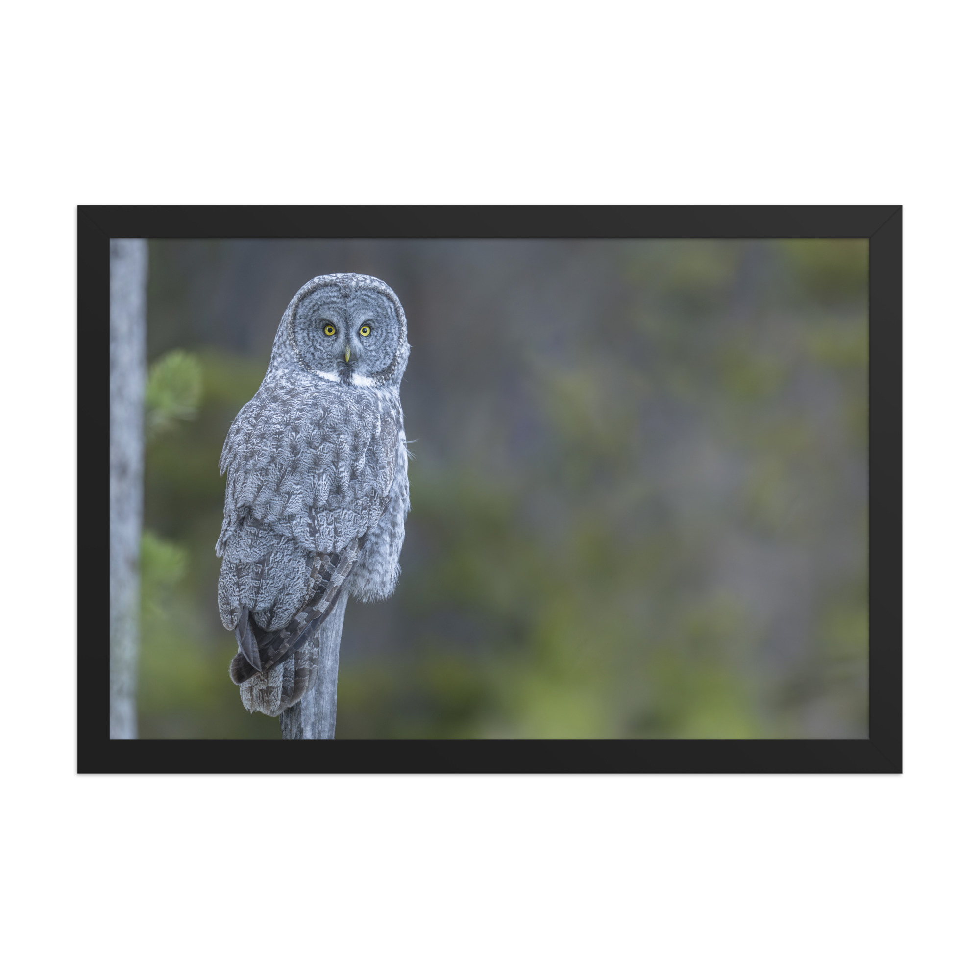 Great Grey Owl! Framed poster - Image 6