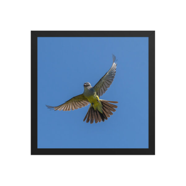 Western Kingbird Hovering Blue Sky! Framed poster - Image 8