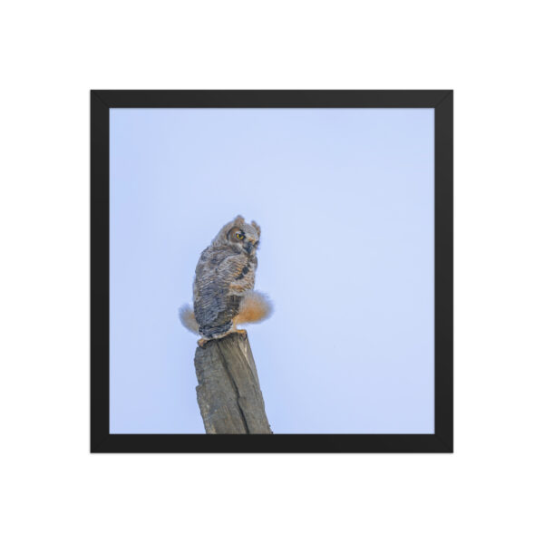Baby Great Horned Owl! Framed poster Mat - Image 8