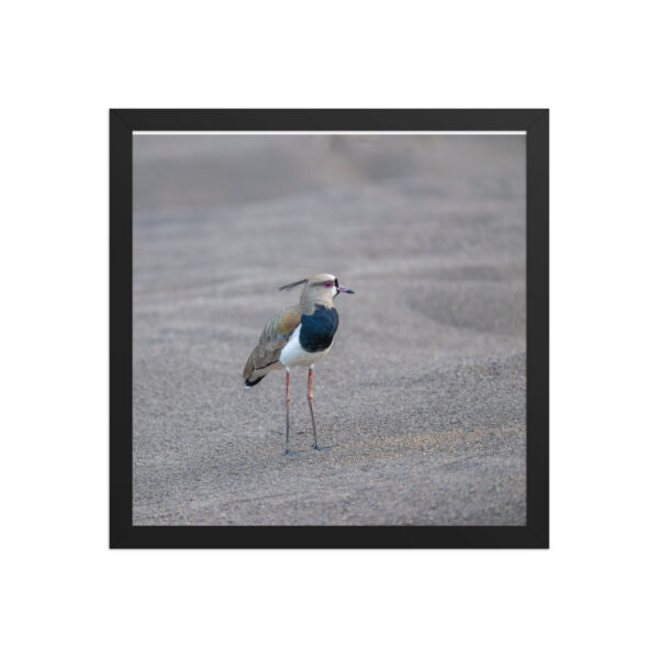Southern lapwing! Framed poster - Image 8