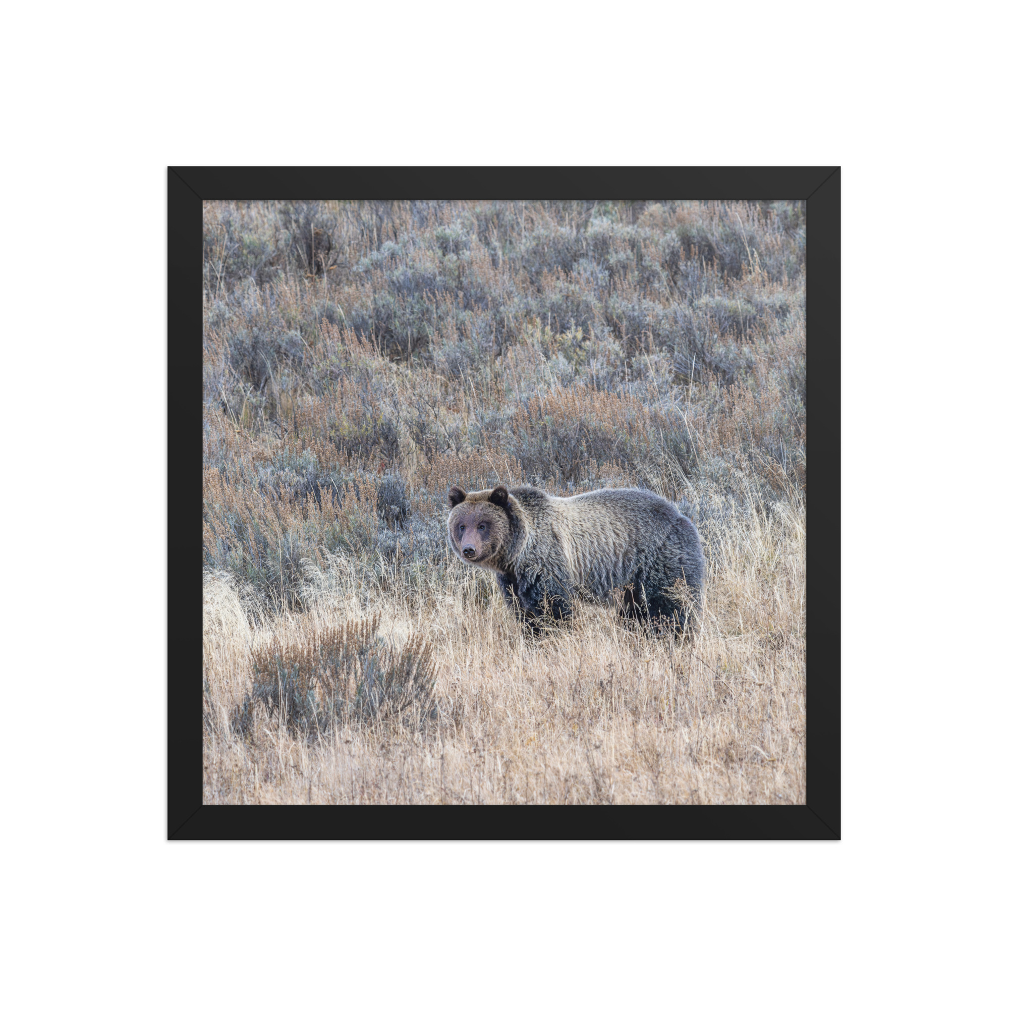 Grizzly bear! Framed poster - Image 8