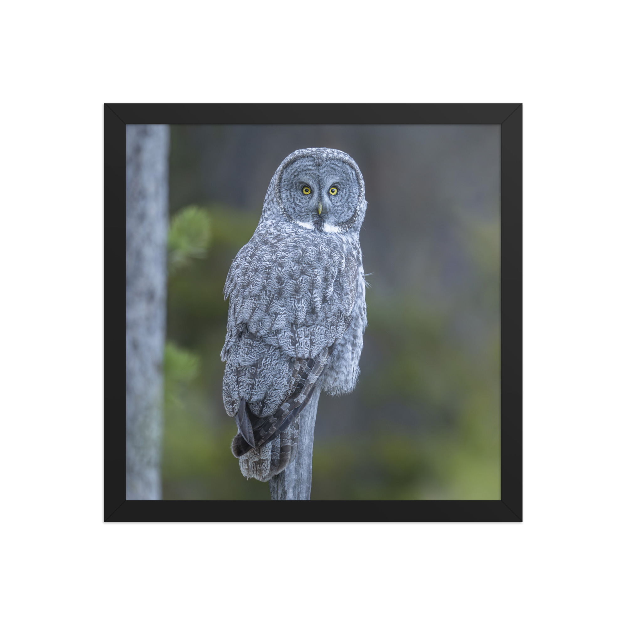 Great Grey Owl! Framed poster - Image 7