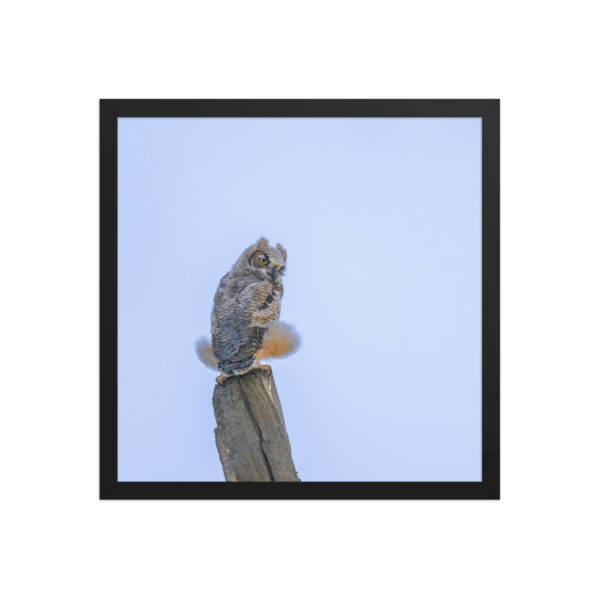 Baby Great Horned Owl! Framed poster Mat - Image 9