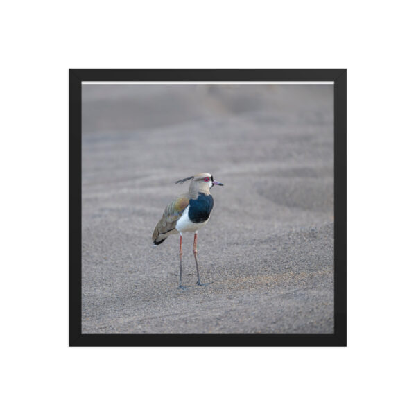 Southern lapwing! Framed poster - Image 9