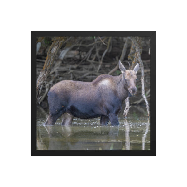 Baby Moose! Framed poster - Image 9
