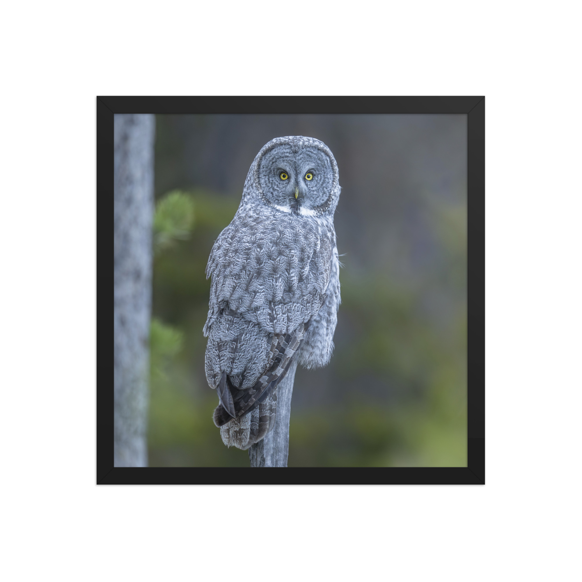 Great Grey Owl! Framed poster - Image 8