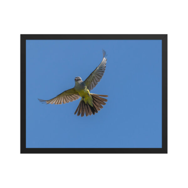 Western Kingbird Hovering Blue Sky! Framed poster - Image 10