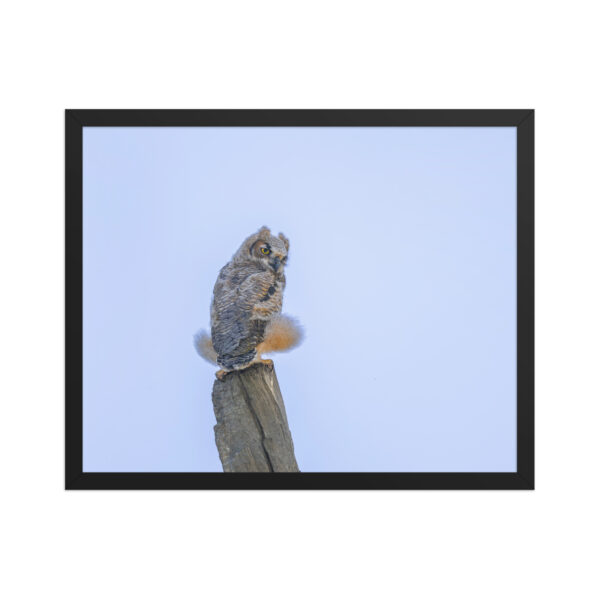 Baby Great Horned Owl! Framed poster Mat - Image 10