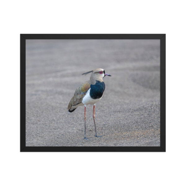 Southern lapwing! Framed poster - Image 10