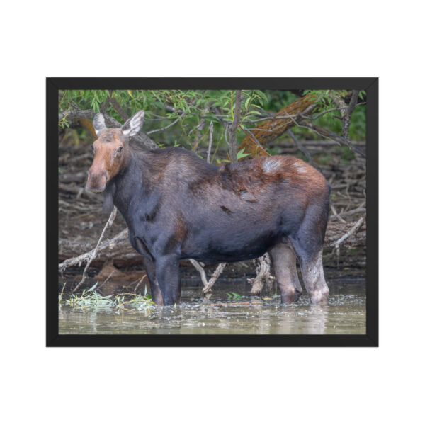 Portrait of a Mama Moose! Framed poster - Image 10