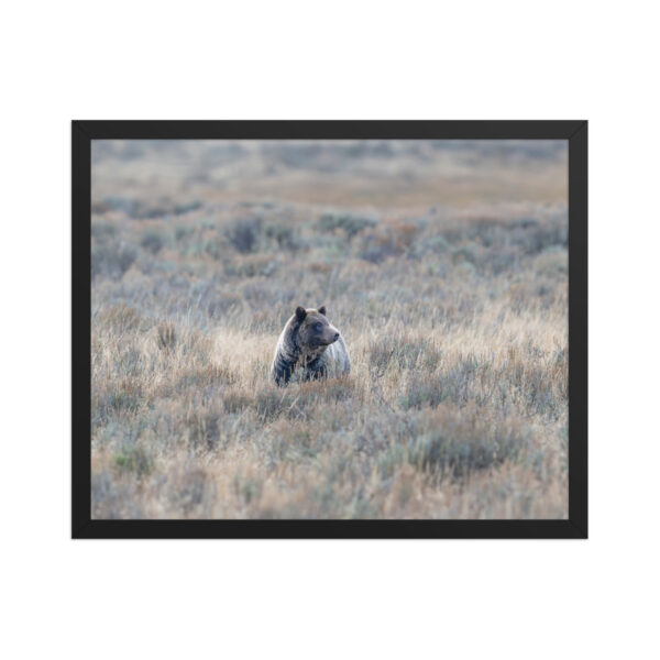 Grizzly bear! Framed poster - Image 10