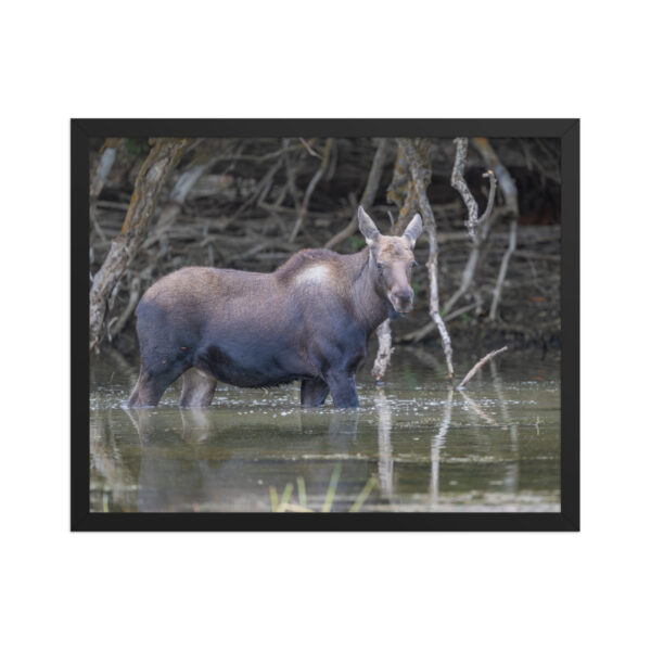 Baby Moose! Framed poster - Image 10