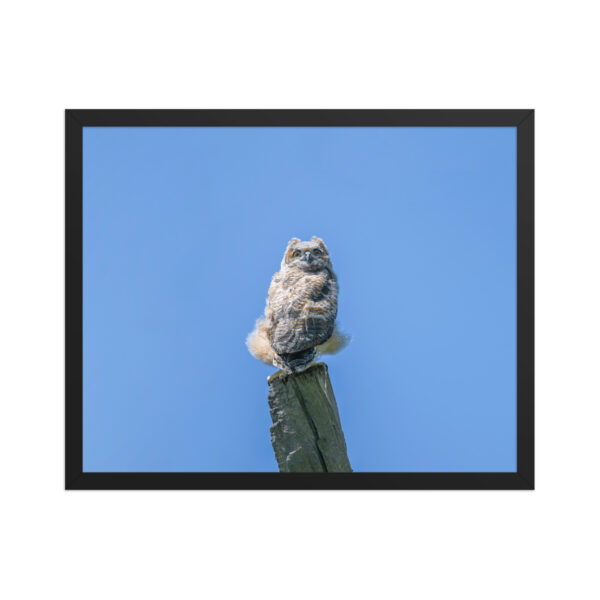 Baby Great horned owl! Framed poster - Image 10