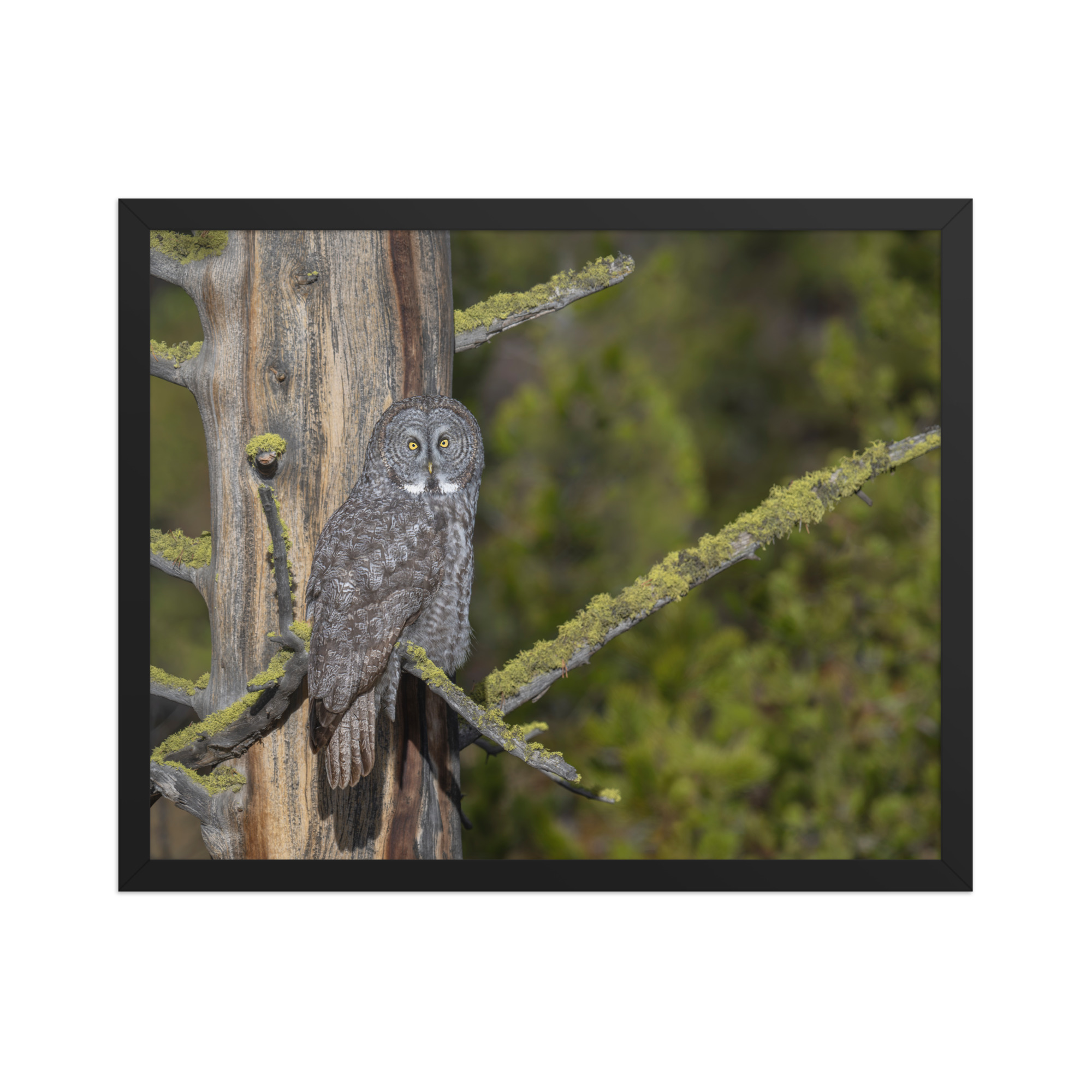 Great Grey Owl Basking in the Sun! Framed poster - Image 10