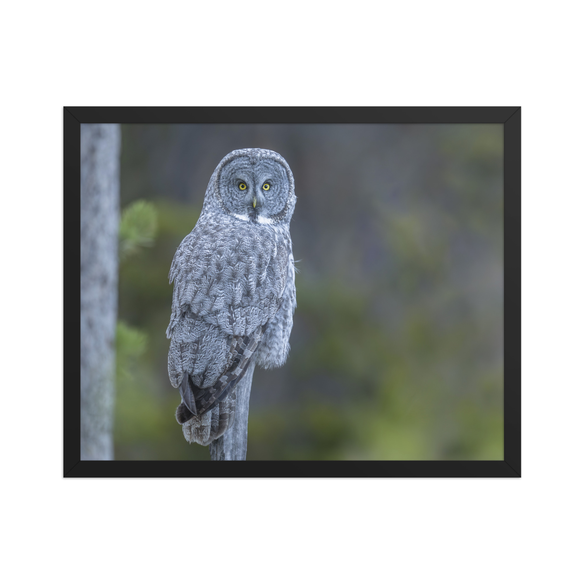 Great Grey Owl! Framed poster - Image 9
