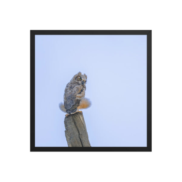 Baby Great Horned Owl! Framed poster Mat - Image 11