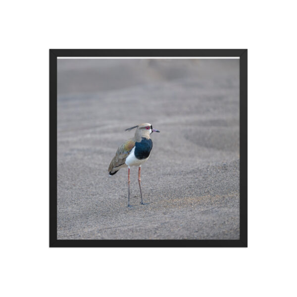 Southern lapwing! Framed poster - Image 11
