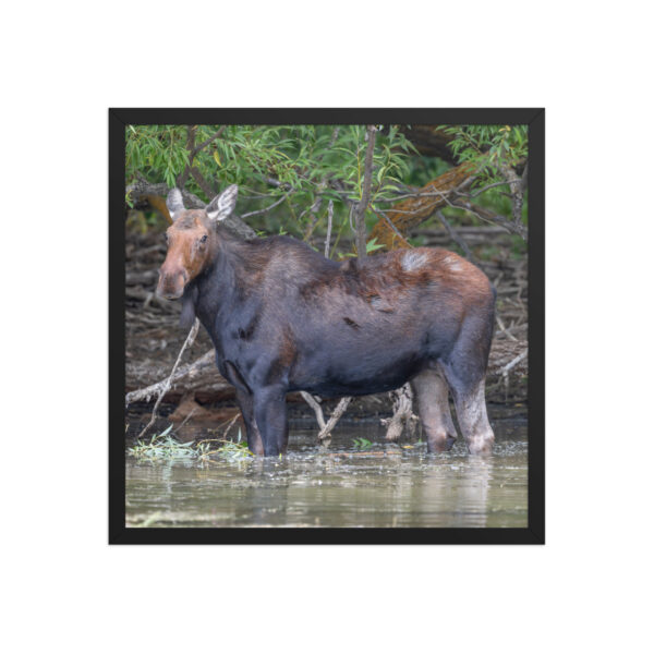 Portrait of a Mama Moose! Framed poster - Image 11