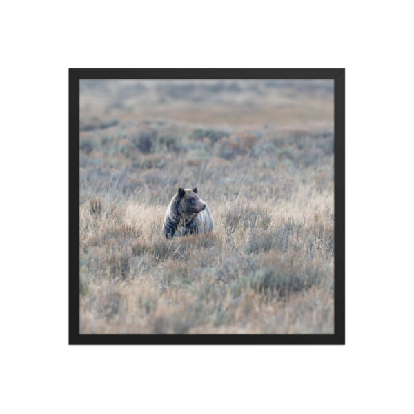 Grizzly bear! Framed poster - Image 11