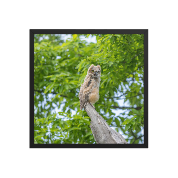 Baby Great horned owl! Framed poster - Image 11