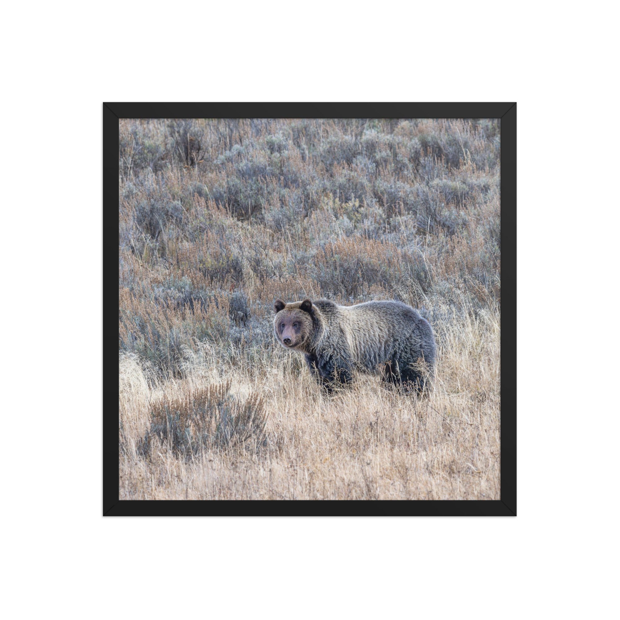 Grizzly bear! Framed poster - Image 11