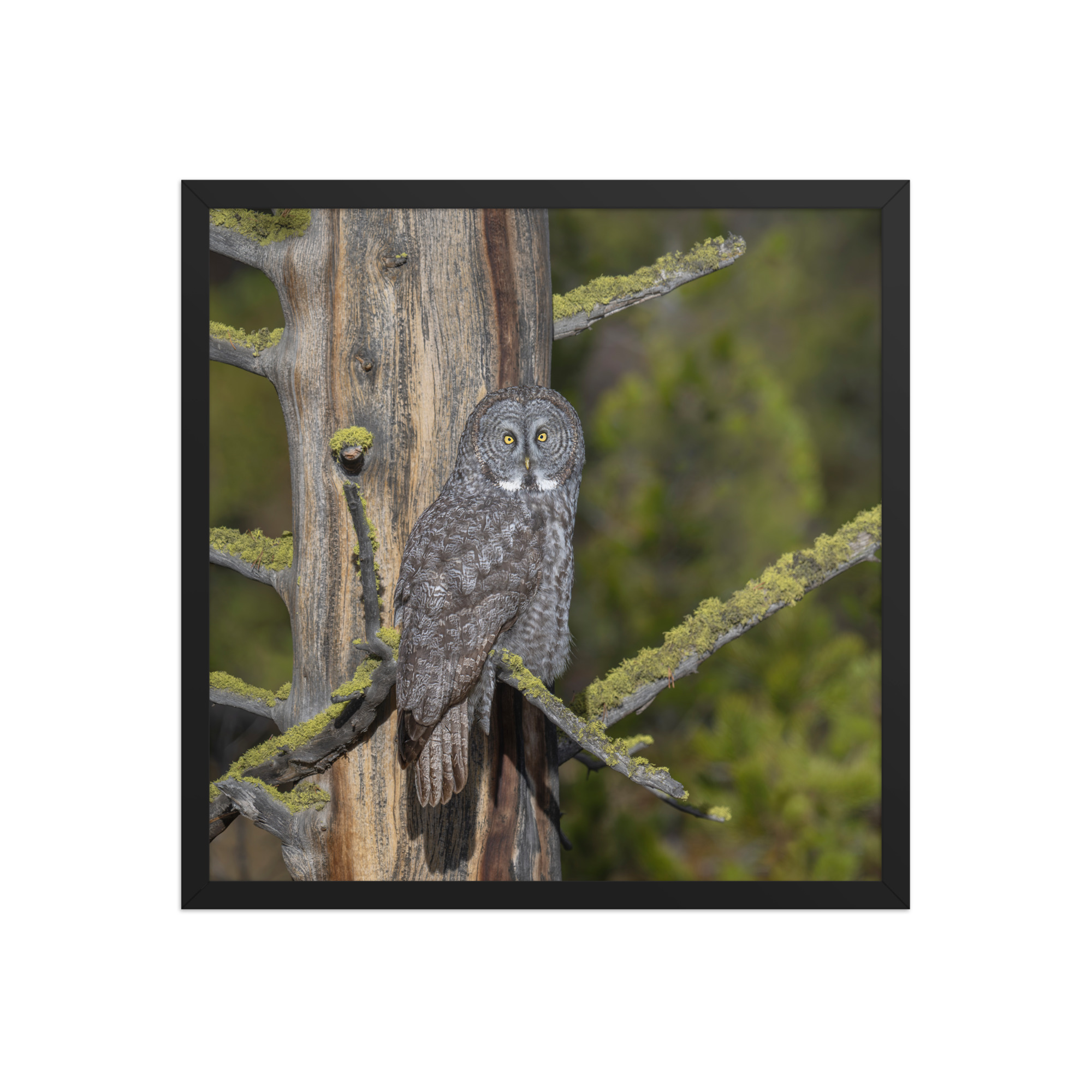 Great Grey Owl Basking in the Sun! Framed poster - Image 11
