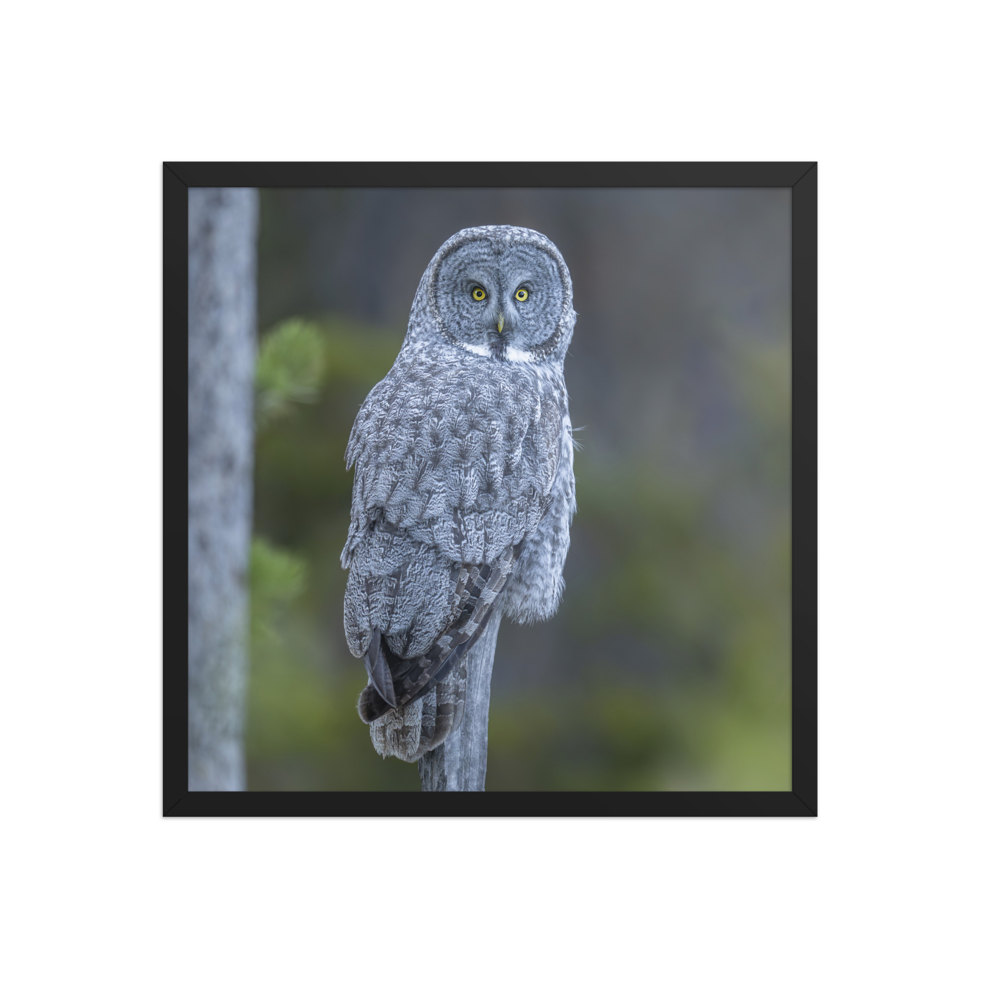 Great Grey Owl! Framed poster - Image 10