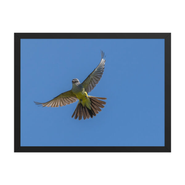 Western Kingbird Hovering Blue Sky! Framed poster - Image 12
