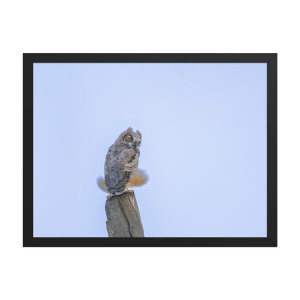 Baby Great Horned Owl! Framed poster Mat - Image 12