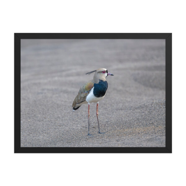 Southern lapwing! Framed poster - Image 12