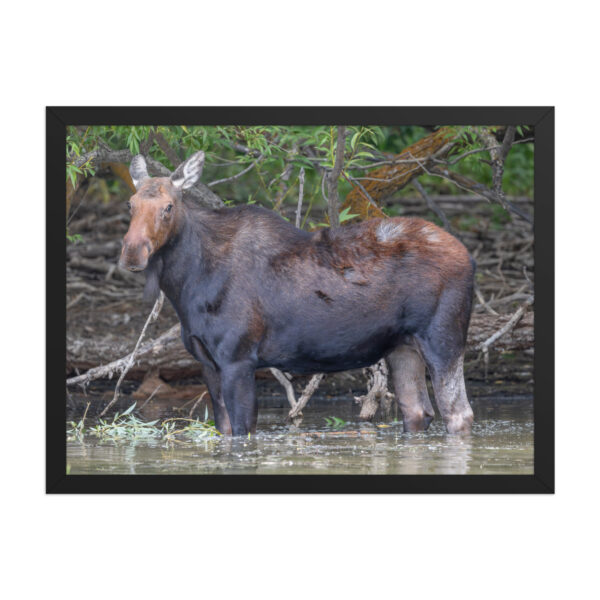 Portrait of a Mama Moose! Framed poster - Image 12