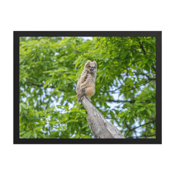Baby Great horned owl! Framed poster - Image 12