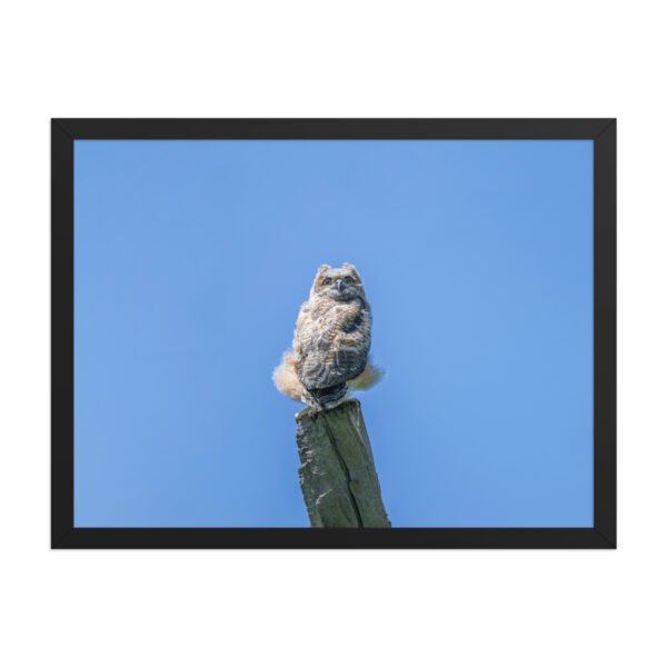 Baby Great horned owl! Framed poster - Image 12