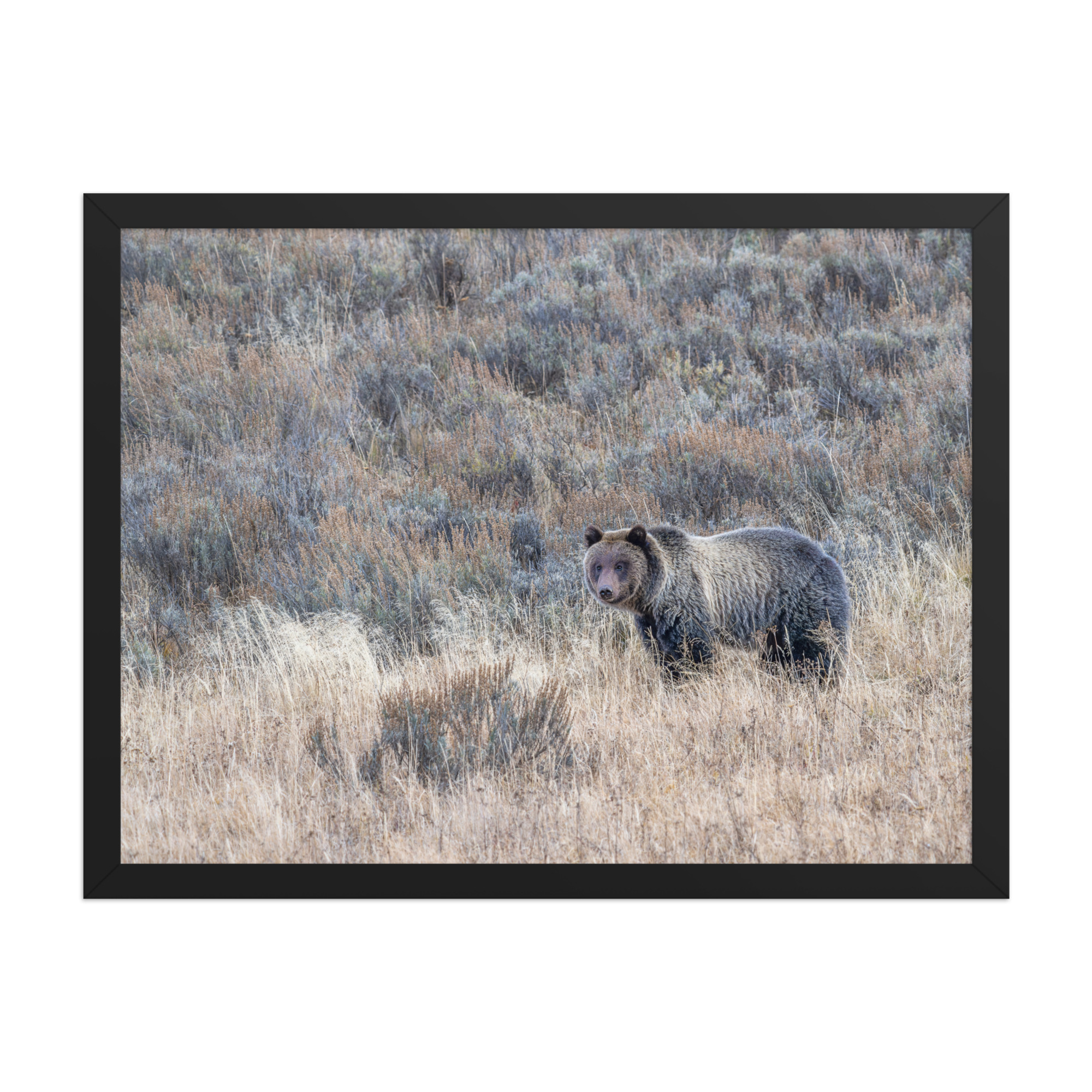 Grizzly bear! Framed poster - Image 12