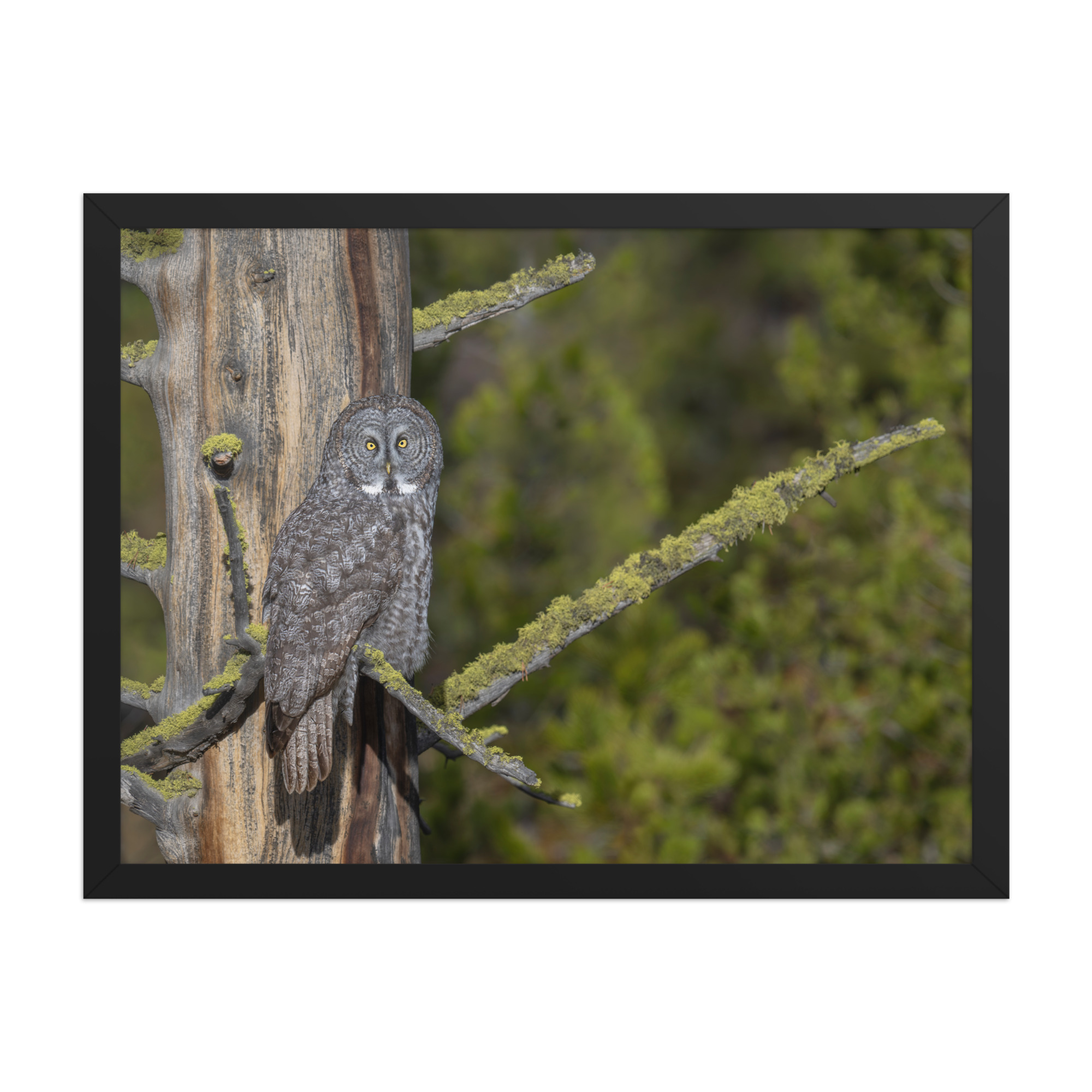 Great Grey Owl Basking in the Sun! Framed poster - Image 12