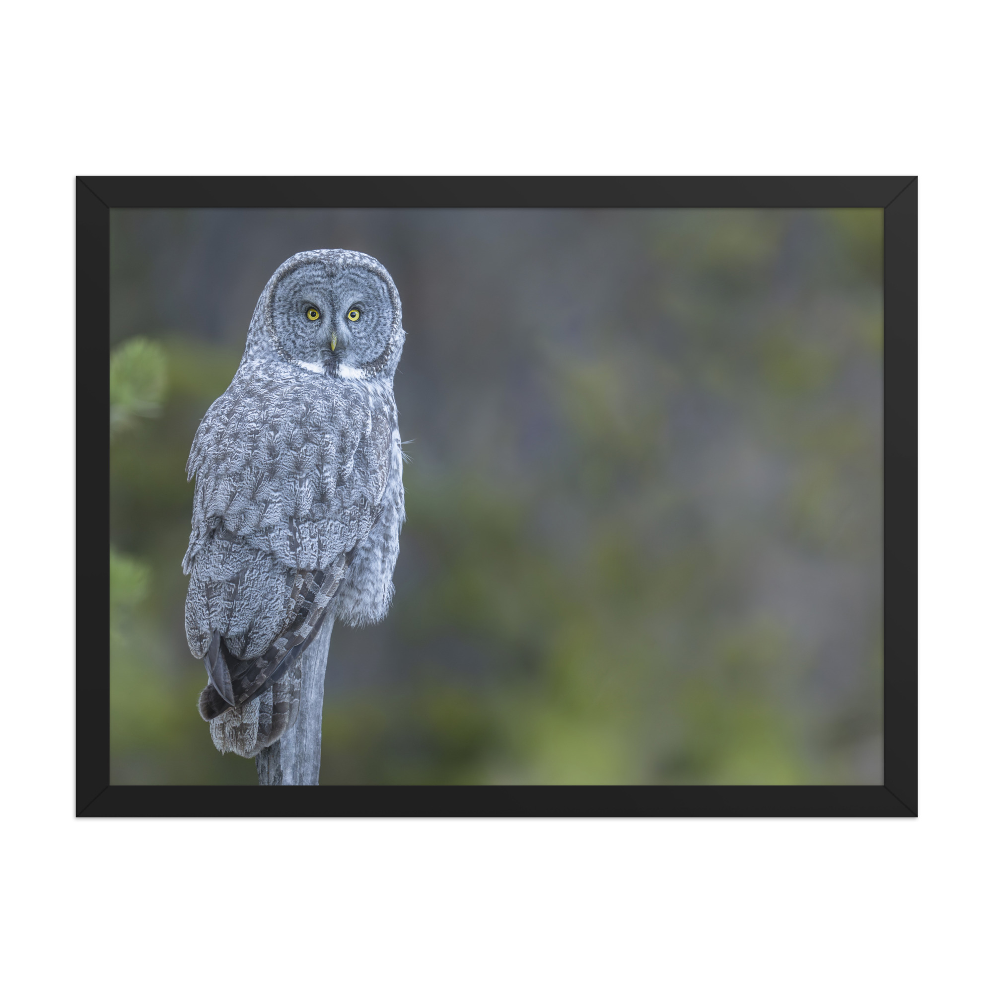Great Grey Owl! Framed poster - Image 11